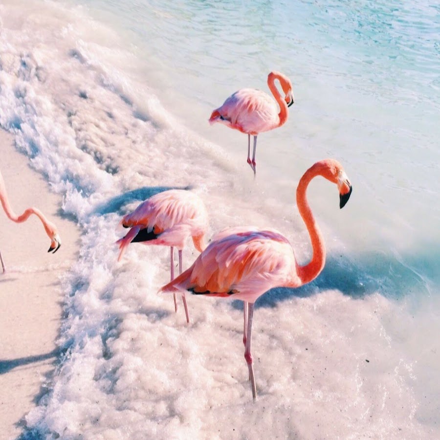 Розовый Фламинго на закате любовь