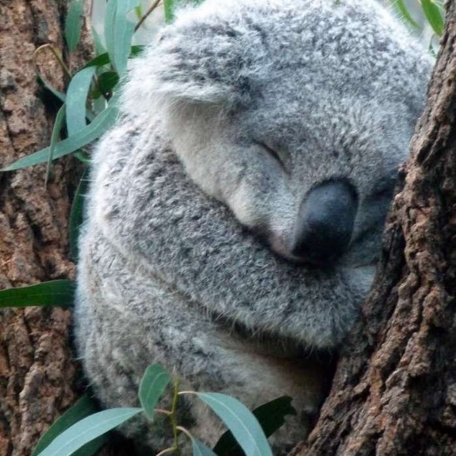 Сколько спят коалы. Коала в Австралии. Милые коалы. Милая Куала.