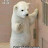 Bear White