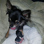 Teresa's AKC Chihuahuas - @teresaschihuahuas YouTube Profile Photo