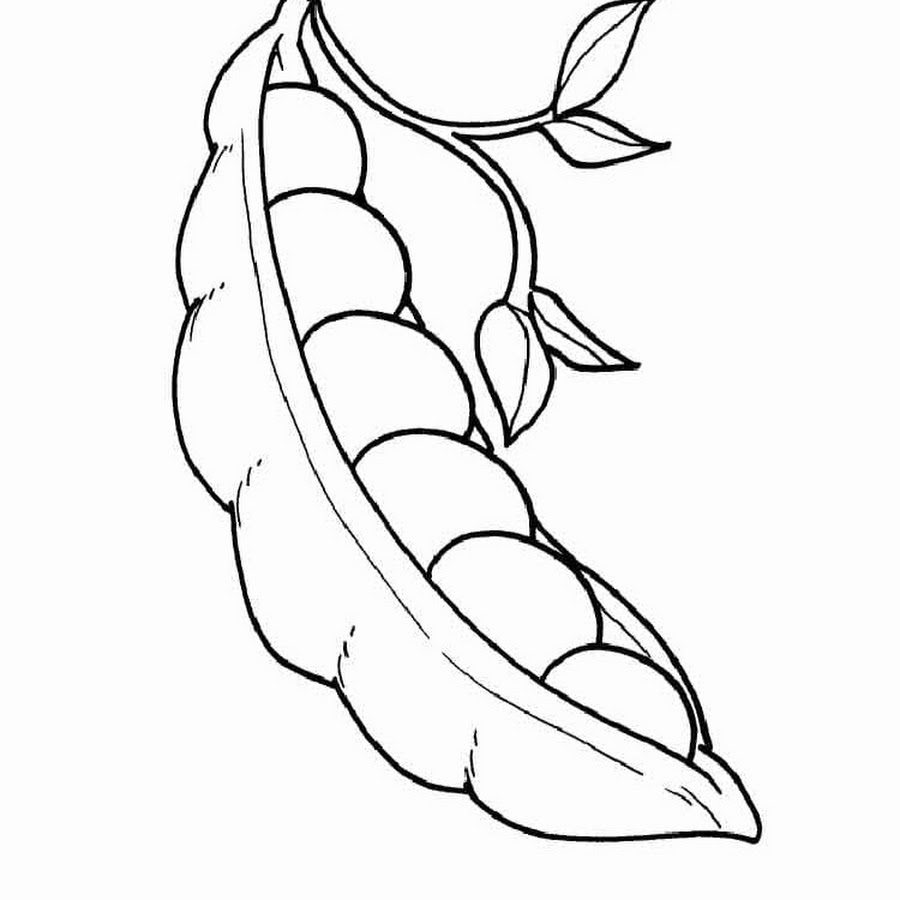 горох (pisum sativum), сушеный. плод гороха боб. плод растения горох. боб гороха. зеленый горох в стручках.