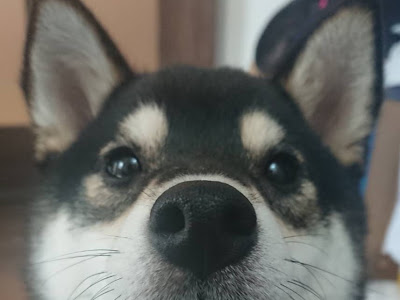 【人気ダウンロード！】 犬 団子 184135-犬 団子 被り物