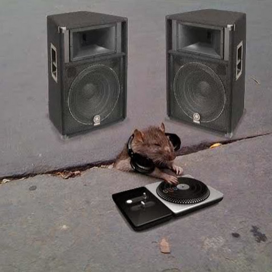 Смешной автозвук. Приколы колонки видео. Смешные колонки. Приколы колонки видео. Огромный сабвуфер.