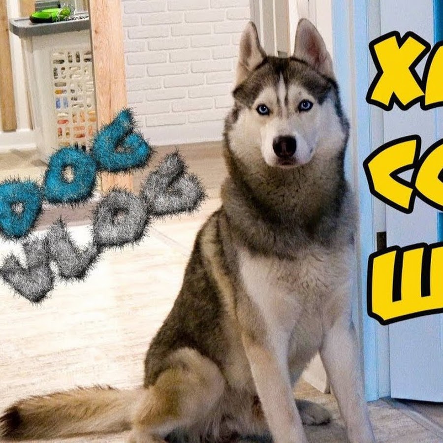 злой волк. оскал волка. хаски я бандит не строю глазки. хаски бандит видеоблогер. сибирская хаски опасны.