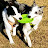 보더콜리랩소디 Bordercollie Rhapsody