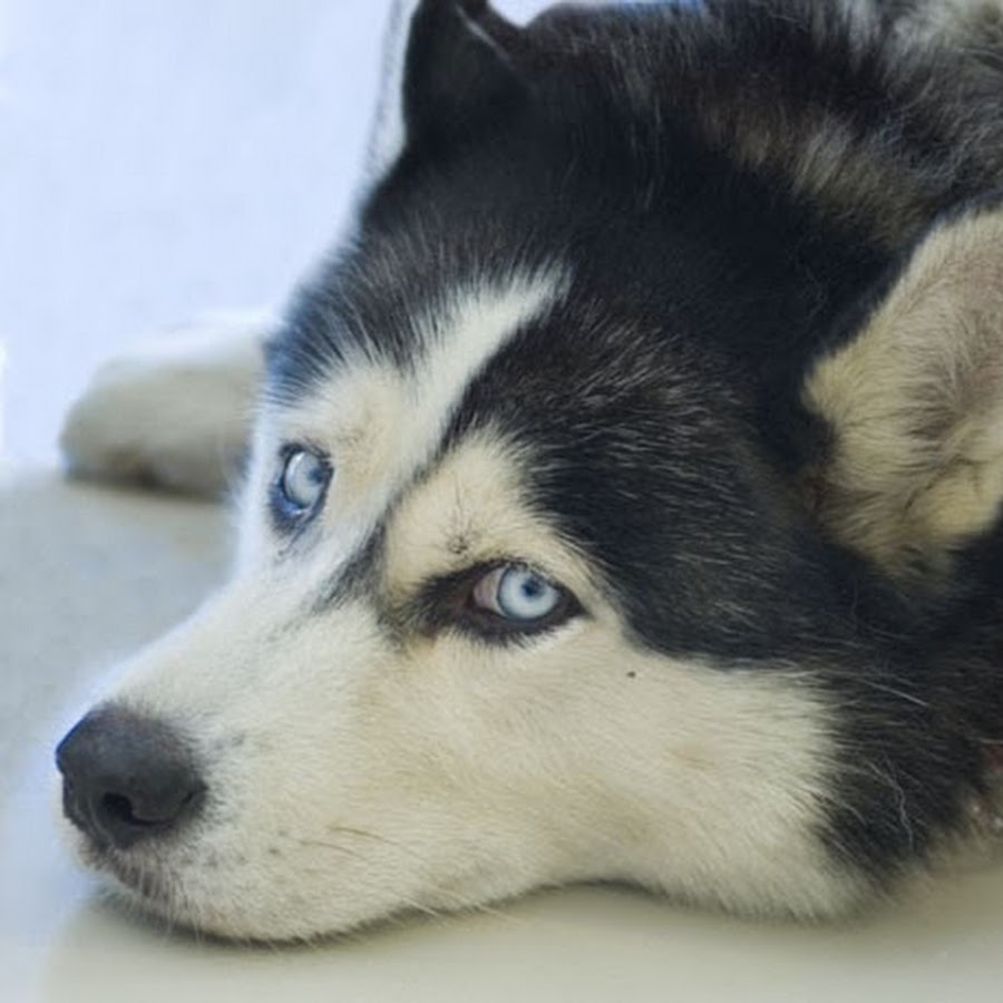 School life фото. школа лайка. гимназия осташков. лайк школа футбола челябинск. приколы про школу.