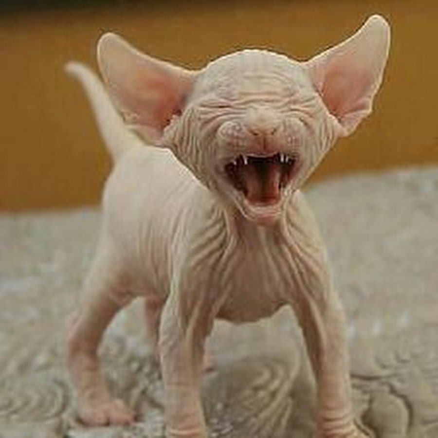 Смешные лысые коты