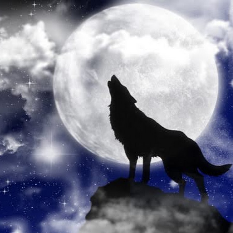 Вой волка на луну песня. Волк и Луна. Волк воет на луну. Воющий волк. Лунные волки.