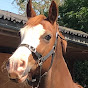 Stars Equestrian YouTube Profile Photo