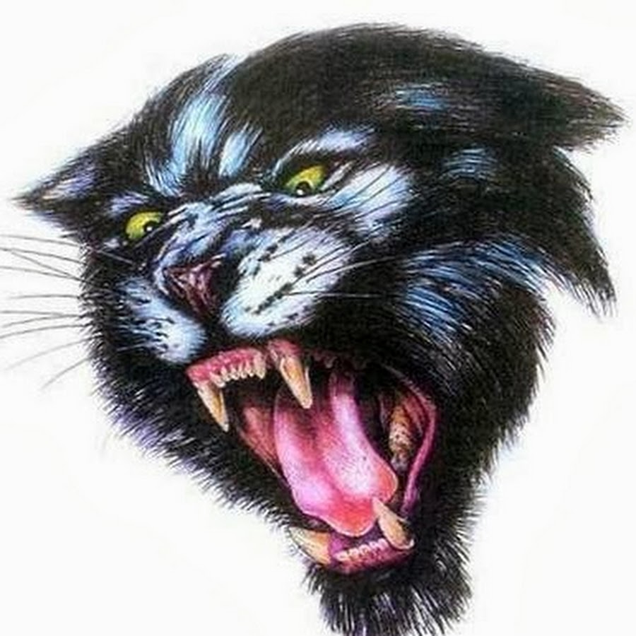 тигр пасть. звериный оскал. звериный оскал 9 12. тигр оскал реализм. оскал пантеры.