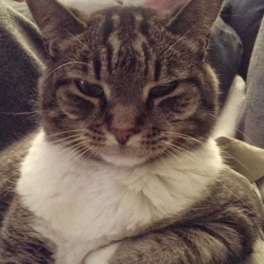 Кот подозревака картинка