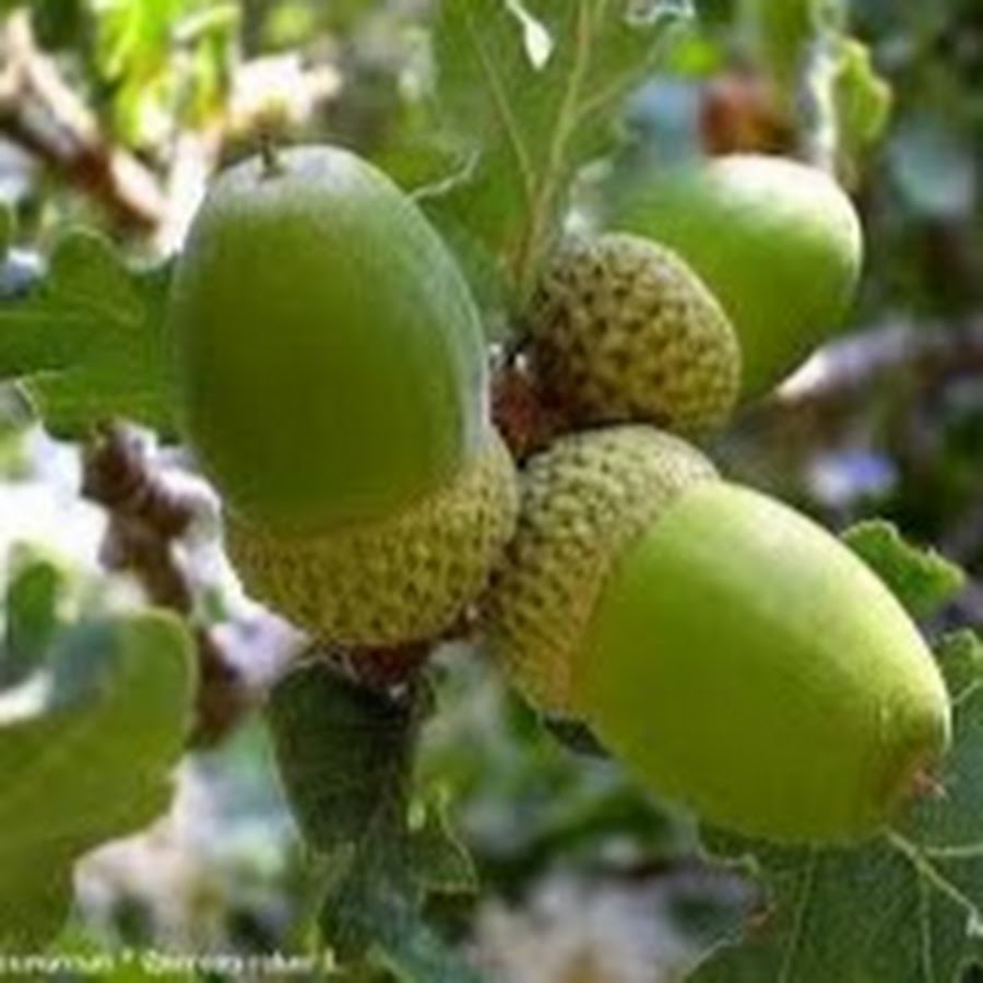 Quercus alba, White Oak, flowering Quercus alba, White Oak. Flickr