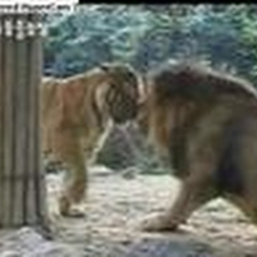 Лев и тигр дерутся. Мужчина сражающийся с тигром. Туранский тигр против берберийского льва. Лев против тигра. Амурский тигр и лев.