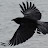 Corvus Hyperion