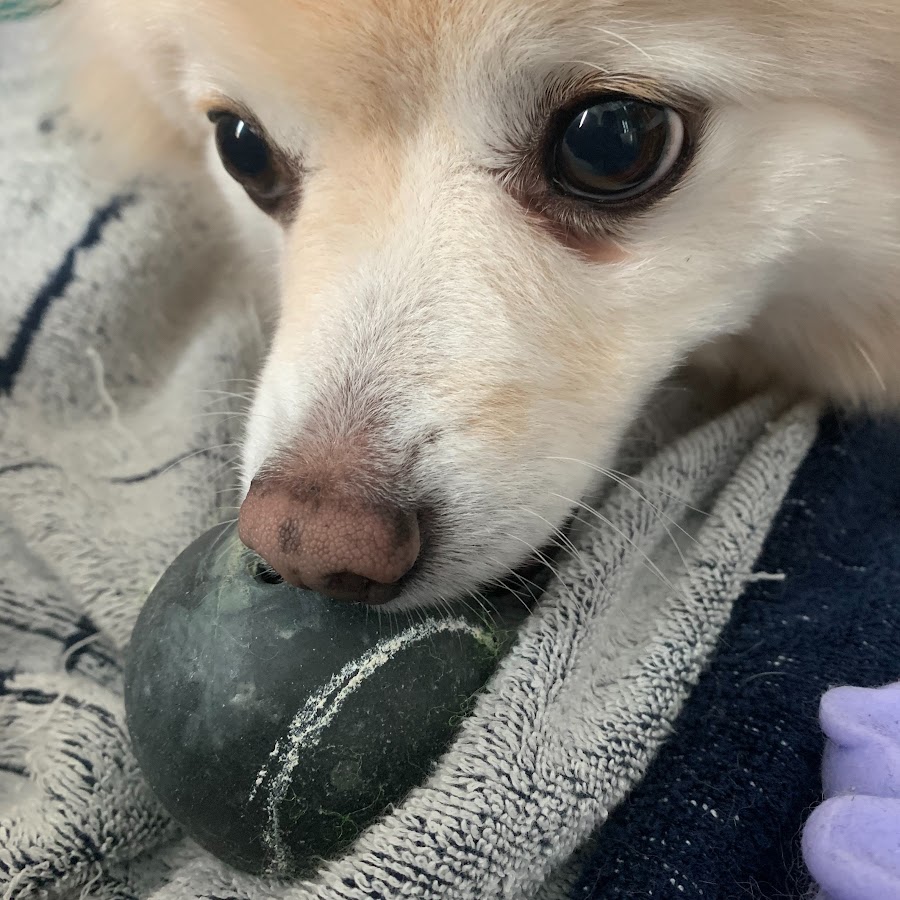 わたあめチャンネル 世界一可愛い我が家の犬 Youtube