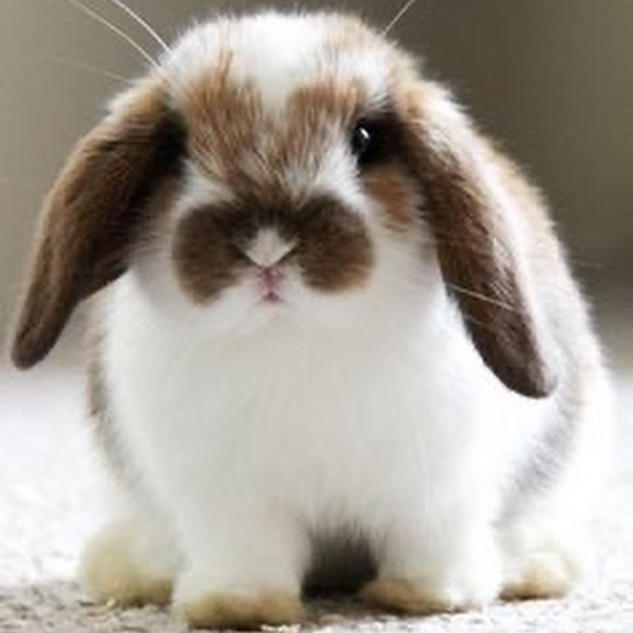 Трусливый заяц. Bunny wiki. Красивые домашние животные. Bunny wiki. Bunny wiki.