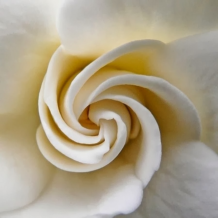 Спиралевидная роза