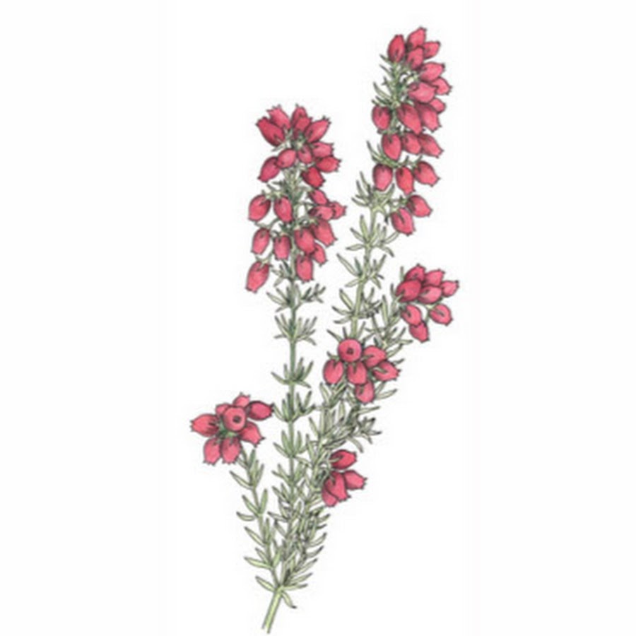 Вереск эскиз тату