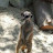 sirgay meerkat