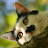 Alpha Scorpii Avatar