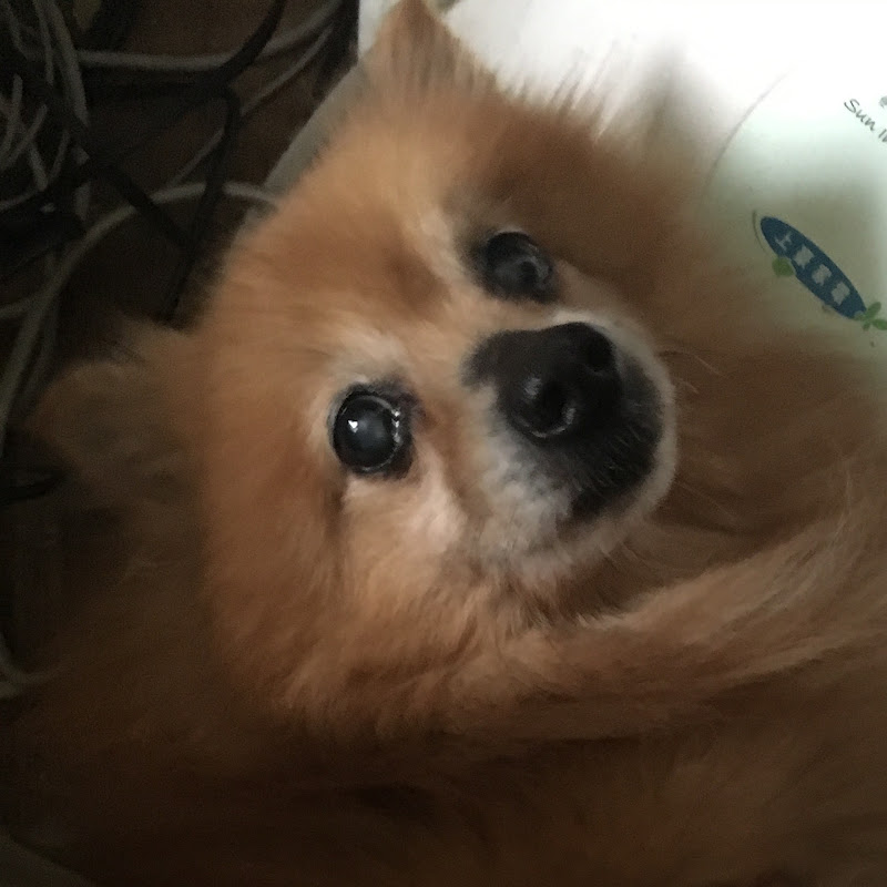 PtKen - 網紅的藏寶箱 