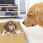 ケージから出たい小型犬の子犬 クーンと切ない鳴き声で呼ばれます ゴールデンレトリバーのクッキーとミニチュアダックスフンドのショコラとの幸せな日常 Youtube