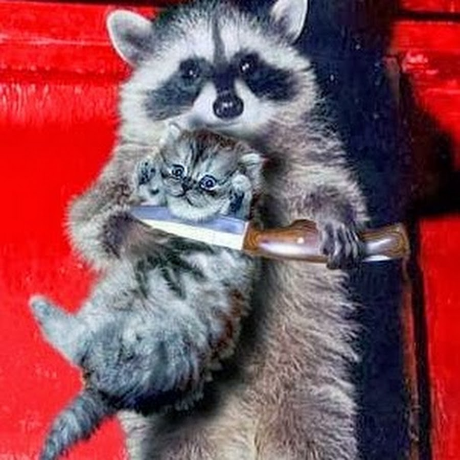 Curious raccoon attempts to become friends with a reluctant kitten Cute little a