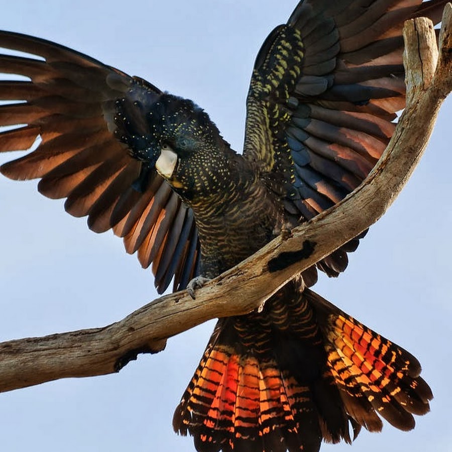 краснохвостый какаду. черный какаду бэнкса. краснохвостый траурный какаду. краснохвостый какаду. черный какаду бэнкса.