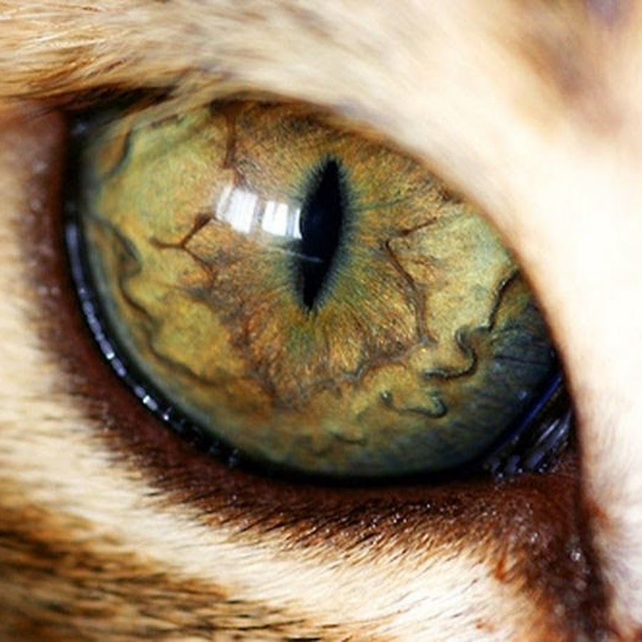 Тремор зрачков у кошки - фото презентация