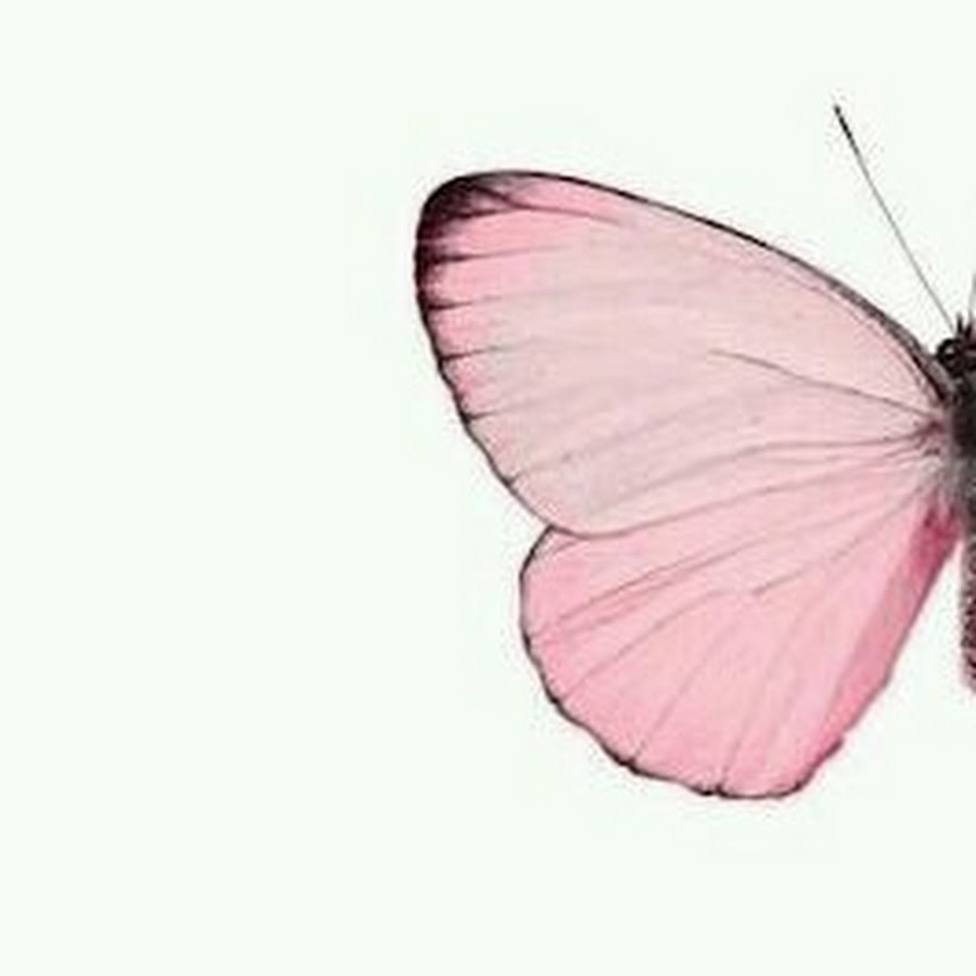 Нежно розовые бабочки на белом фоне