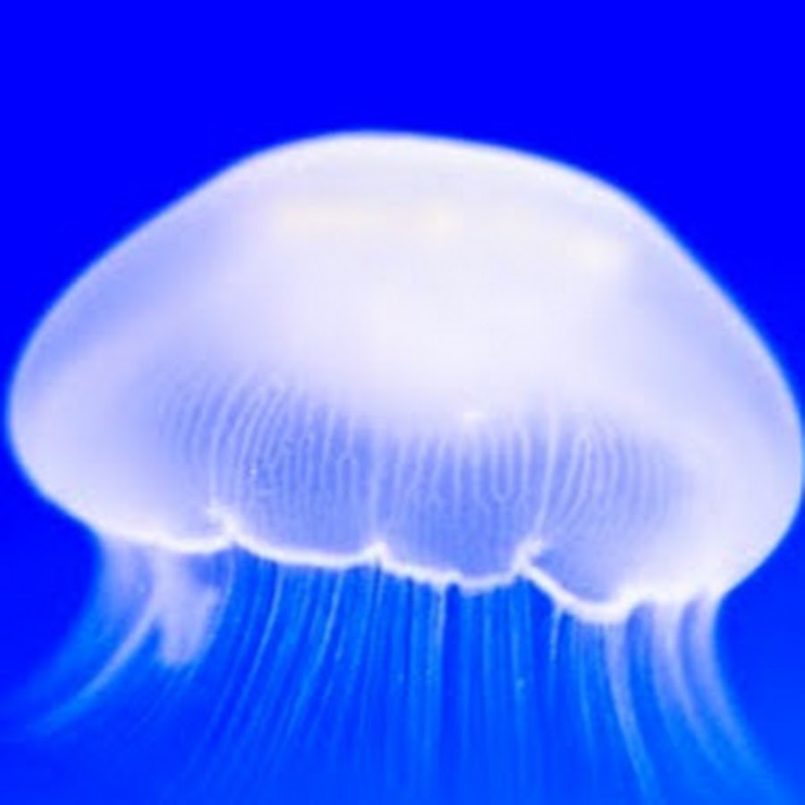 медуза пелагия ночесветка. медуза цианея гигантская. передвижения медузы. пелагия ночесветка (pelagia noctiluca). реактивное движение медузы.