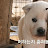 고뇽꽁