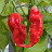 GhOsT PePpErS