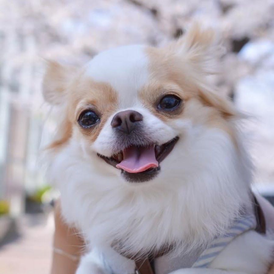 チワワのダンの得意顔 Youtube