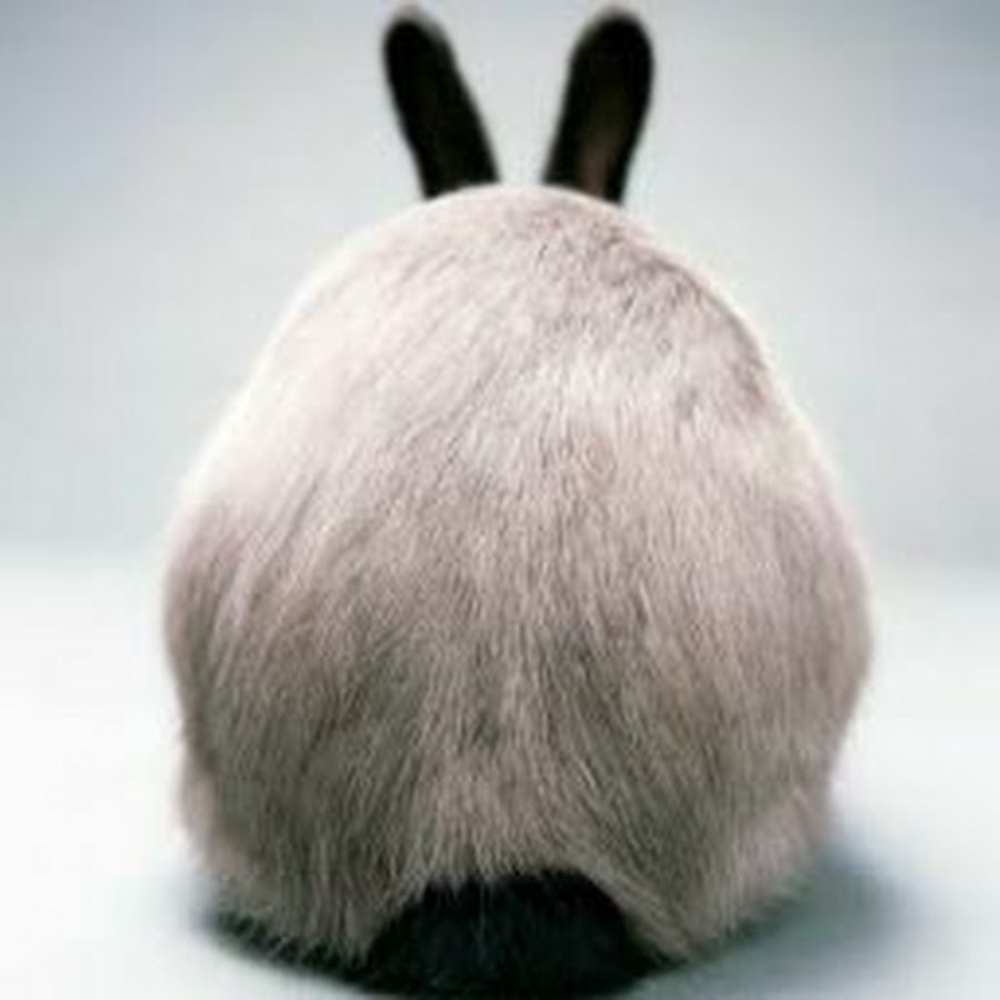 Bunny butt. Тот самый кролик. Кролик с вентилятором фото.