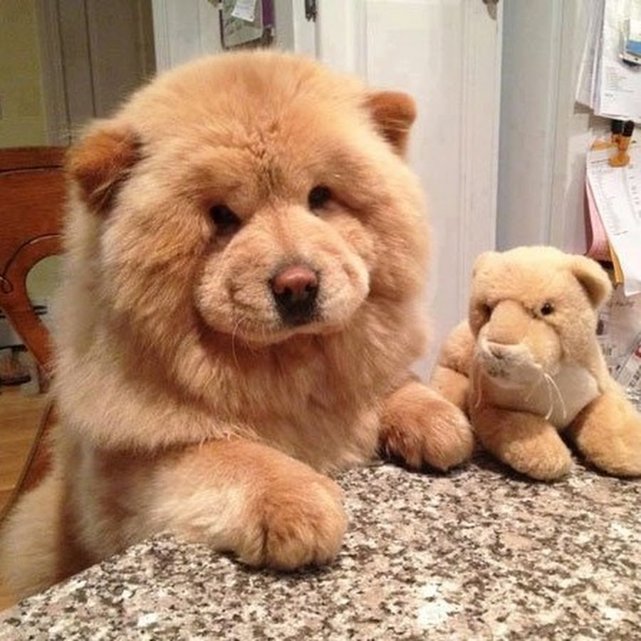 Meet Chowder, The Chow Chow That Looks Like A Giant Teddy Bear (30 Pics) Urso de