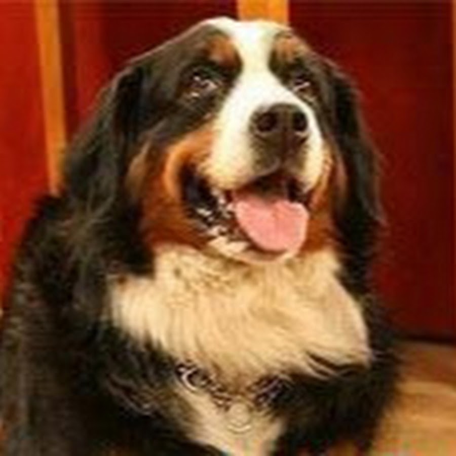 8 weeks vs. 1 year Cute animal pictures, Pets, Puppy paws