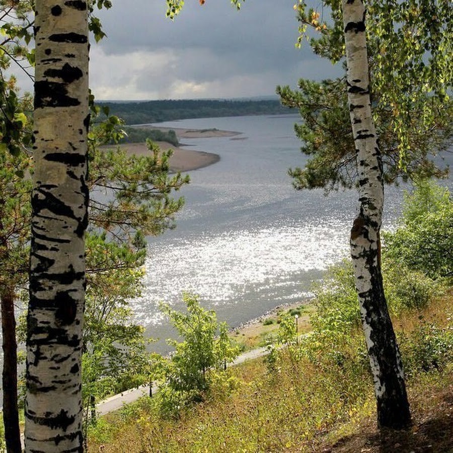 Пейзаж береза Березовая роща озеро