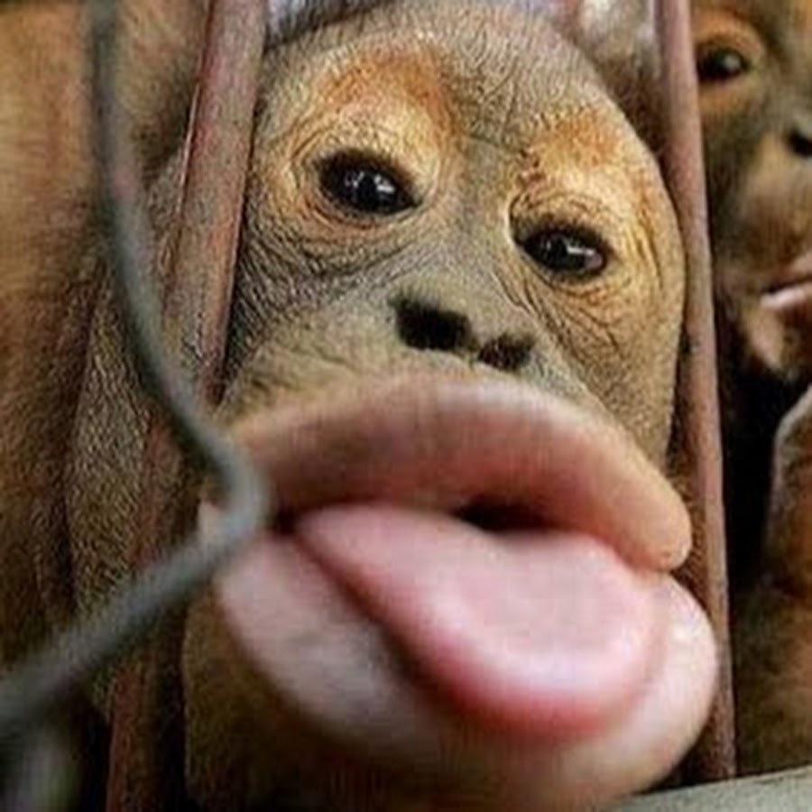 Ну дай я тебя поцелую. Дай я тебя расцелую. Иди поцелую. Дай поцелую. Золотая кружка превед.