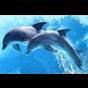 dolphinOG - @dolphinOG YouTube Profile Photo