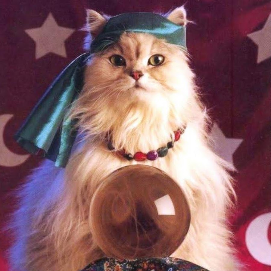 ШУТКИ ОТ ФОЛЬКСВАГЕНА Crazy cats, Cute cats, Cute funny animals