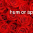 hum or ap