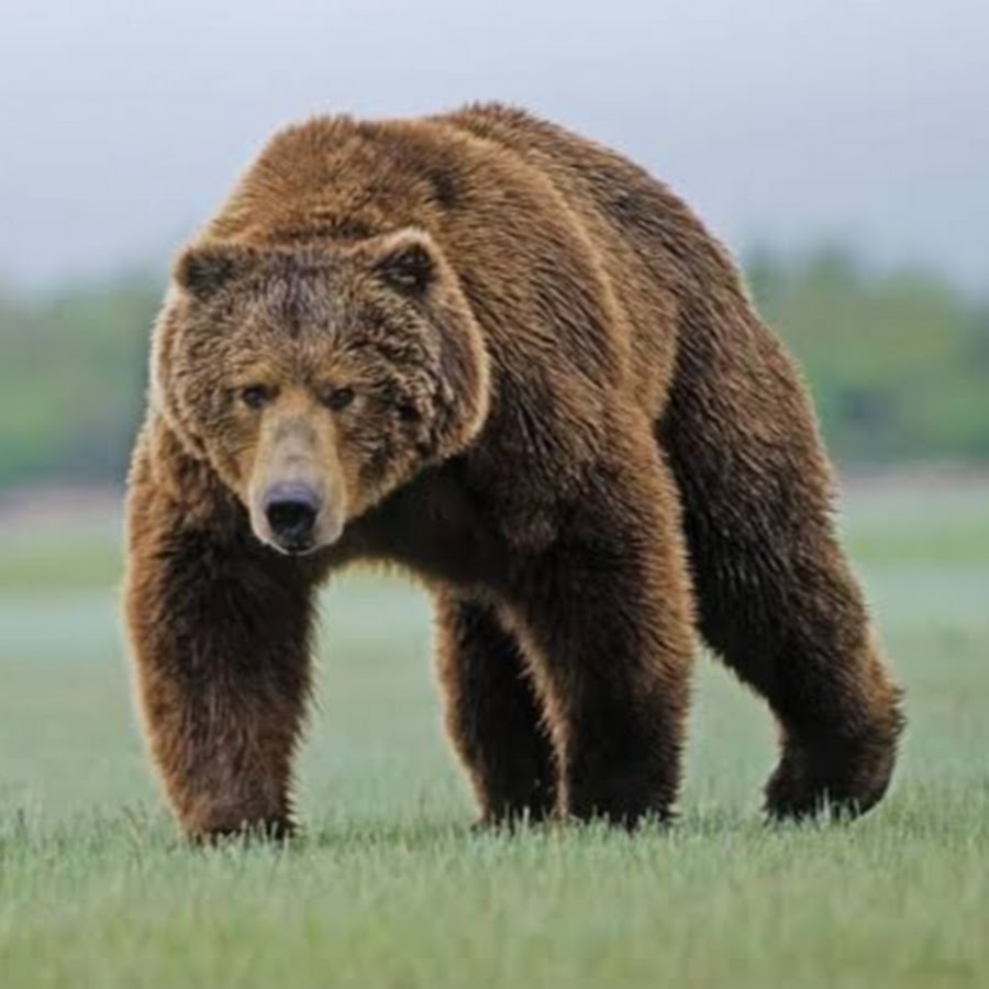 Кадьяк (медведь) бурые медведи. Медведь Кадьяк Грозный. Бурый медведь. Бурый медведь для детей.