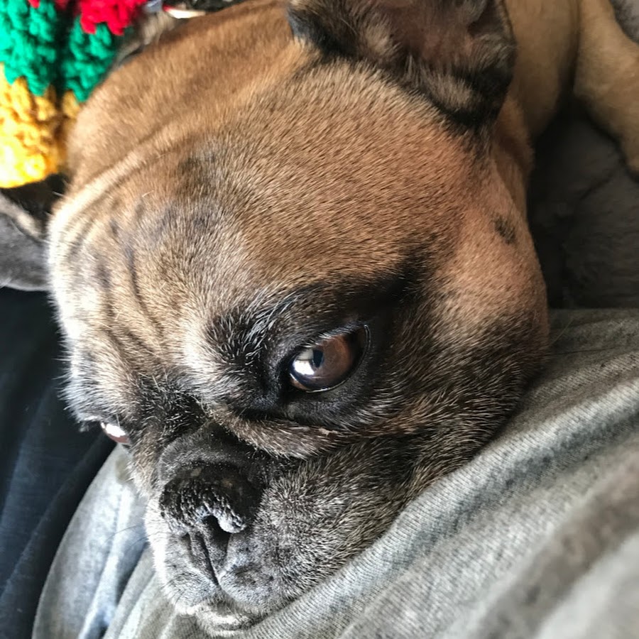 大风吹倒梧桐树 Youtube