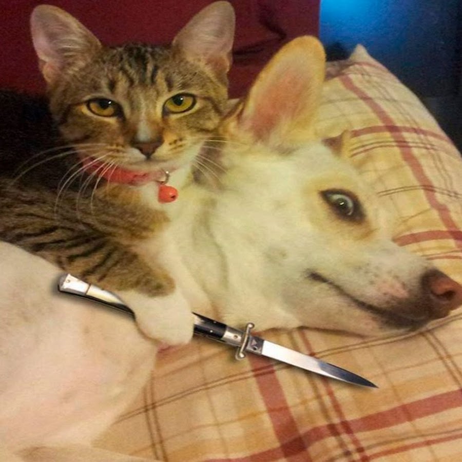 Кот с ножом картинка