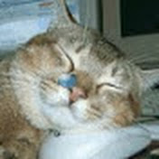 関慎吾 レンタル彼女配信したい ぽんちゃんに電話 Hd ニコ生 18年09月30日 Youtube