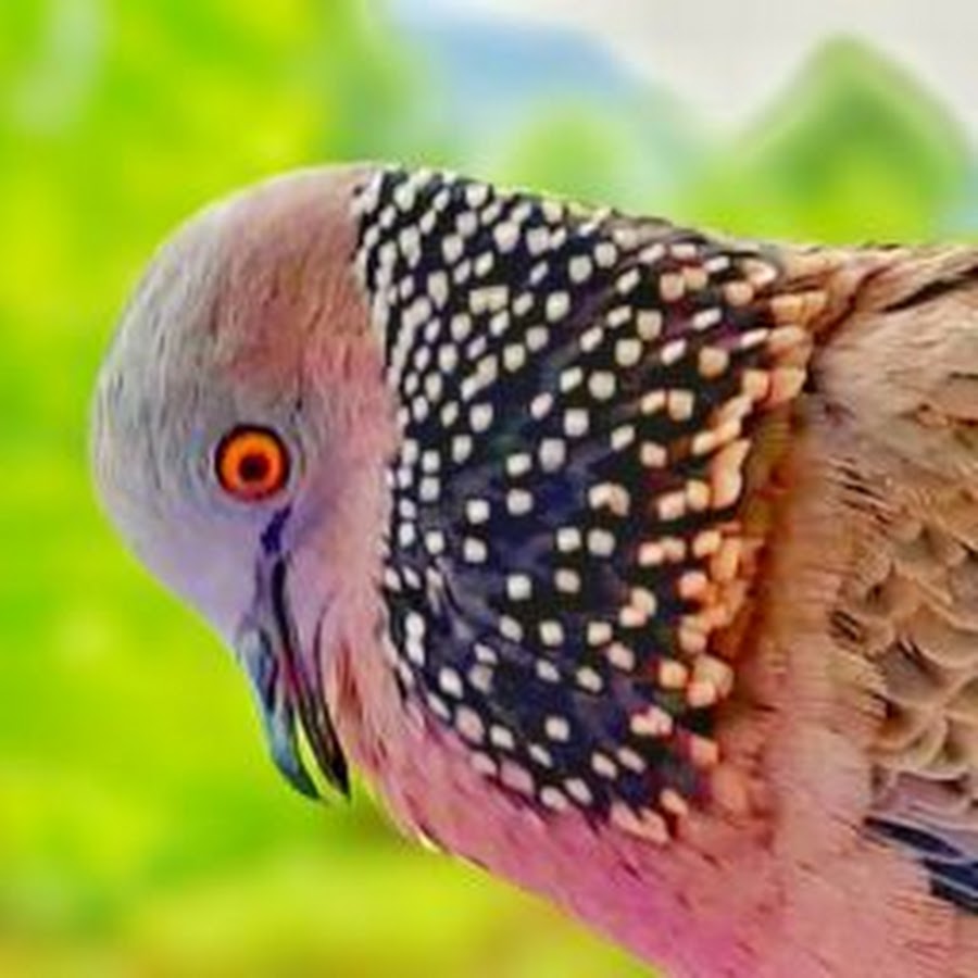 AKedOLT9YwurJ_nqJd1lyRuKFW1VslSg7yCuHnPOLRbavg=s900ckc0x00ffffffnorj