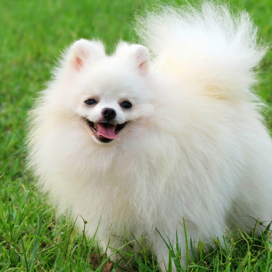 Pomeranian