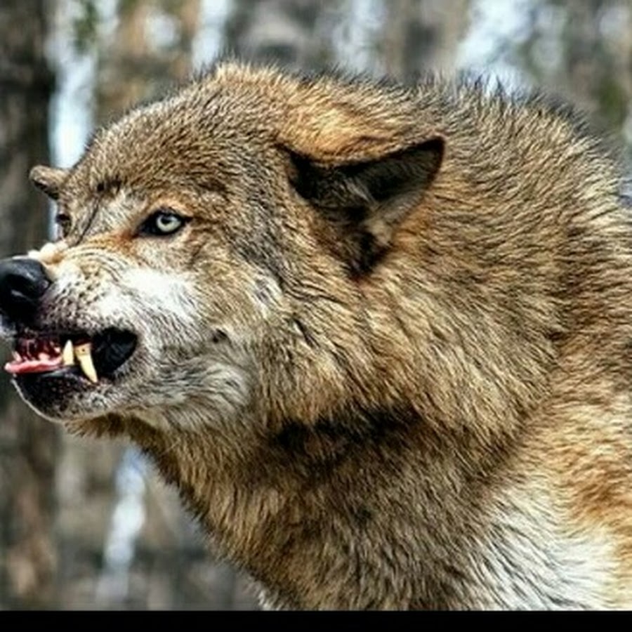 Волк с волчатами. Злой волк. Волк и волчица любовь. Меня укусил волк. Меня укусил волк.