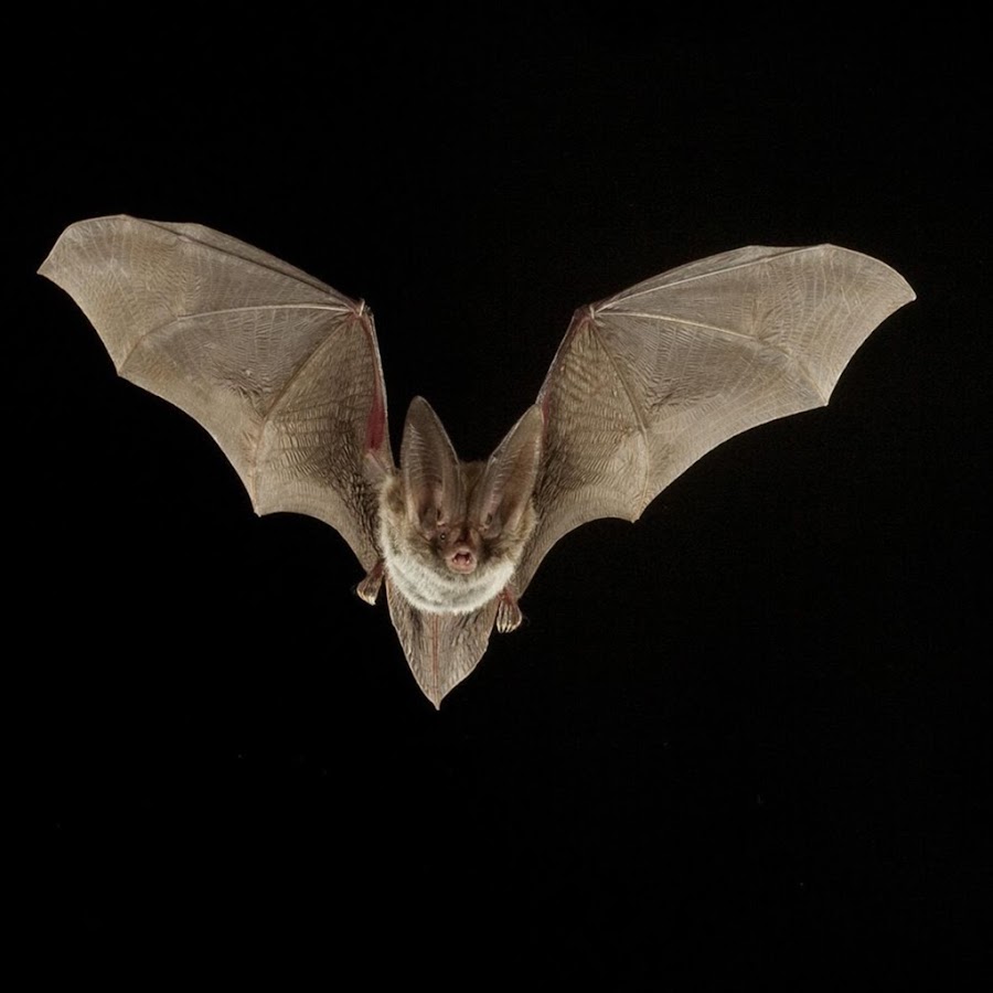 Bat Silhouette Изображения: просматривайте стоковые фотографии, векторные изобра